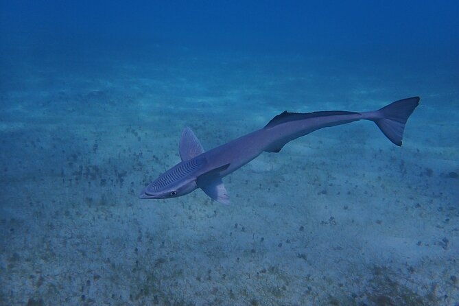 private-scuba-diving-and-snorkeling-tours-in-puerto-rico