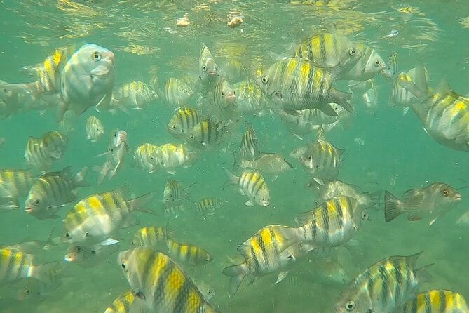 private-scuba-diving-and-snorkeling-tours-in-puerto-rico