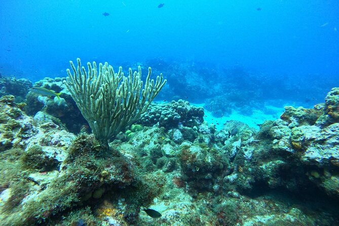 private-scuba-diving-and-snorkeling-tours-in-puerto-rico