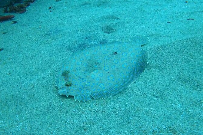private-scuba-diving-and-snorkeling-tours-in-puerto-rico