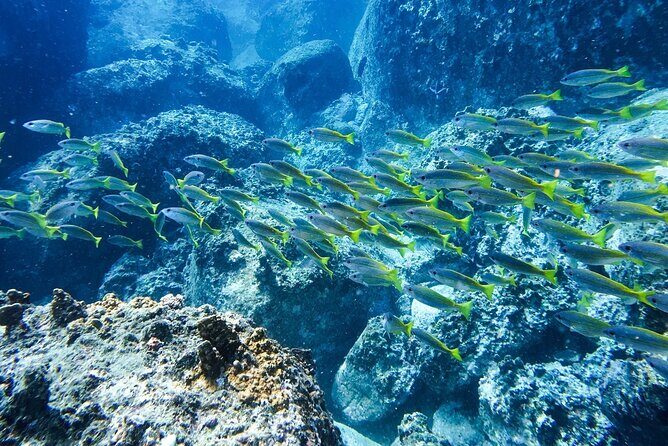 Private Scuba Diving Experience at Marine Park Included Lunch - Who Is This Tour Best For?