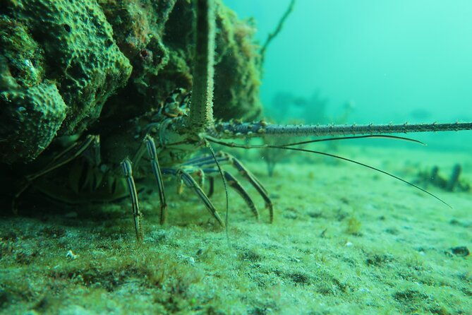 private-scuba-diving-expert-led-excursion-training-with-tour