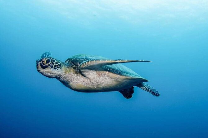 Private Scuba Diving in Tenerife  Certified Instructor & Photos - Authentic Experiences from Reviewers