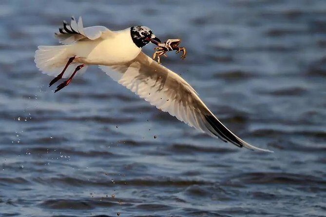 Private Seasonal Day Tour to Beidaihe from Beijing with Birding Experience - A Close Look at the Itinerary