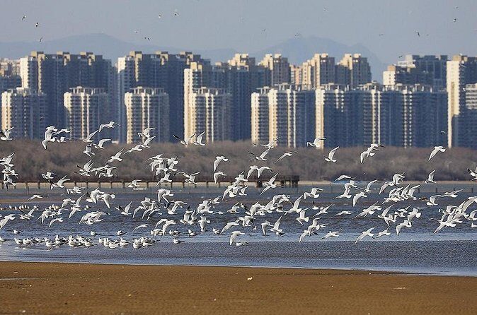 Private Seasonal Day Tour to Beidaihe from Beijing with Birding Experience - Authentic Experiences and Insider Tips