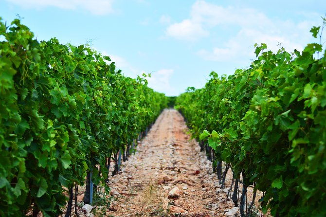 private-secrets-of-dalmatian-karst-wine-experience
