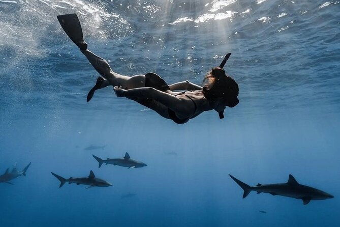 private-shark-dive-oahu-hawaii-6-guest