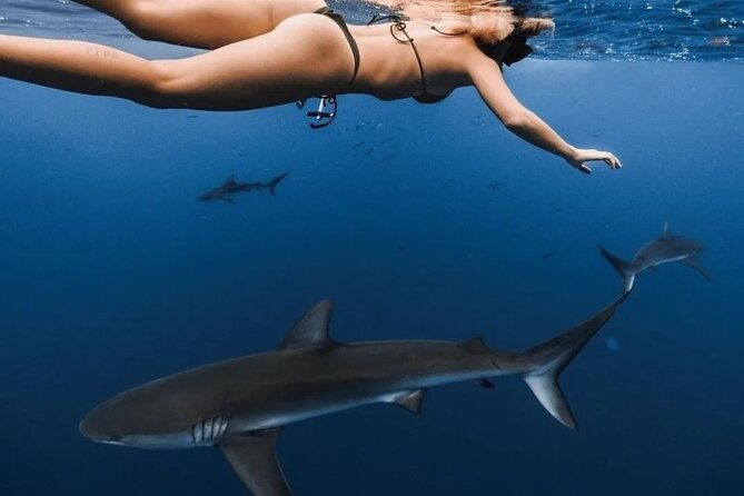 private-shark-dive-oahu-hawaii-6-guest