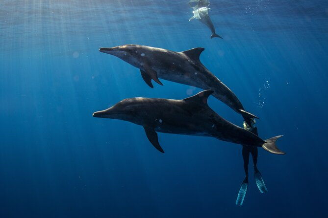 private-shark-dive-oahu-hawaii-6-guest