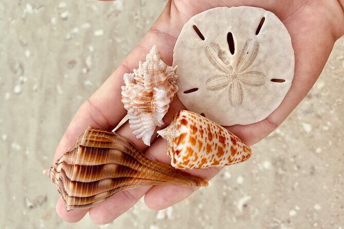 Private Shelling and Dolphin Excursion - Exploring the Itinerary in Detail
