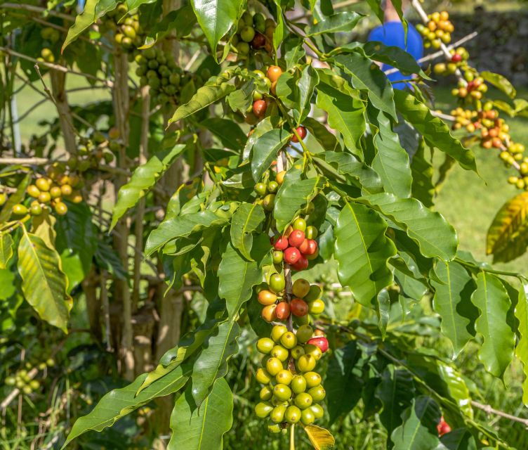 private-shore-excursion-kona-coffee-national-historic-park