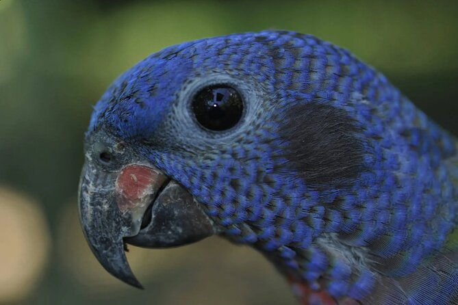 private-sightseeing-tours-puntarenas-natuwa-rescue-center