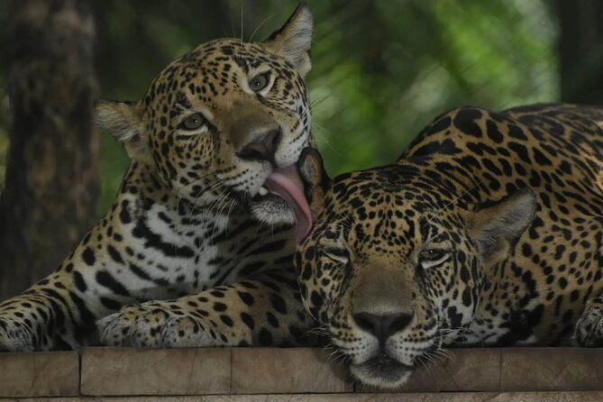 private-sightseeing-tours-puntarenas-natuwa-rescue-center