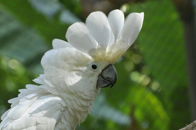 private-sightseeing-tours-puntarenas-natuwa-rescue-center