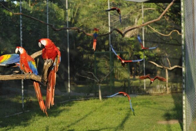 private-sightseeing-tours-puntarenas-natuwa-rescue-center
