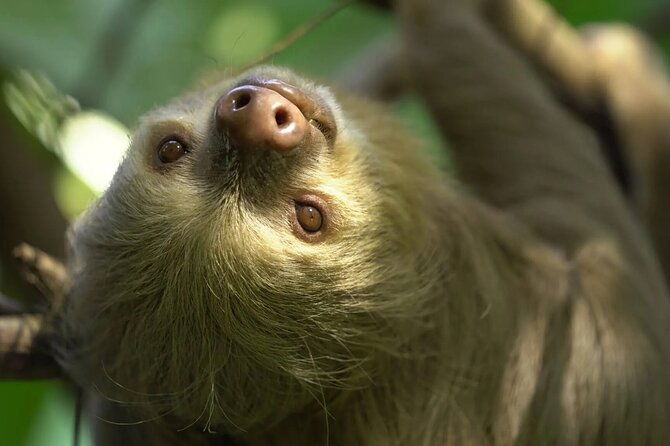 private-sightseeing-tours-puntarenas-natuwa-rescue-center