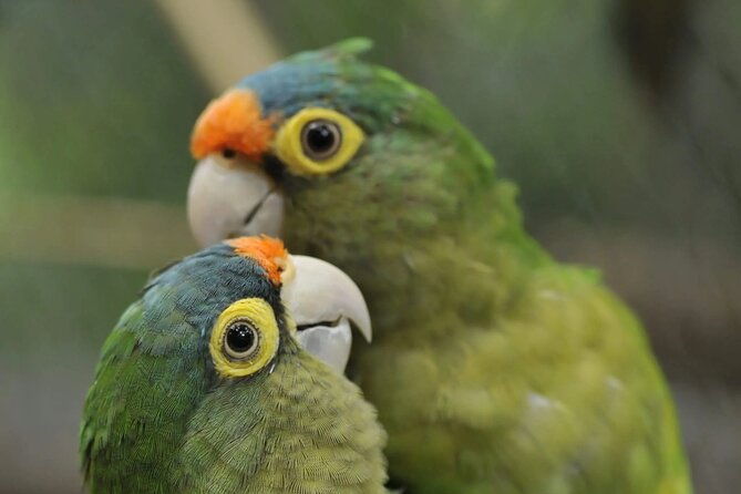 private-sightseeing-tours-puntarenas-natuwa-rescue-center