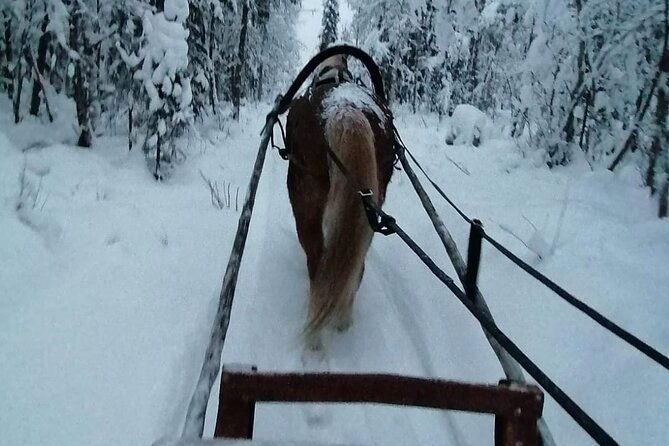 private-sleigh-ride-with-finnhorse