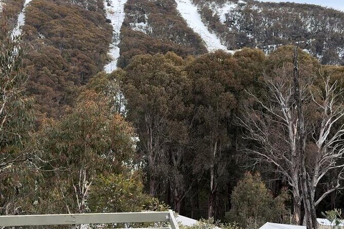 Private Small Group Snow and Ski Tour to Mt Buller - What Reviewers Say