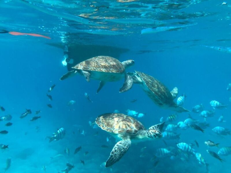 Private Snorkel Experience with Sea Turtle for Cruisers - Key Points