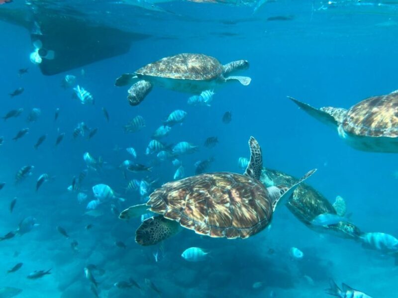 Private Snorkel Experience with Sea Turtle for Cruisers - Final Thoughts