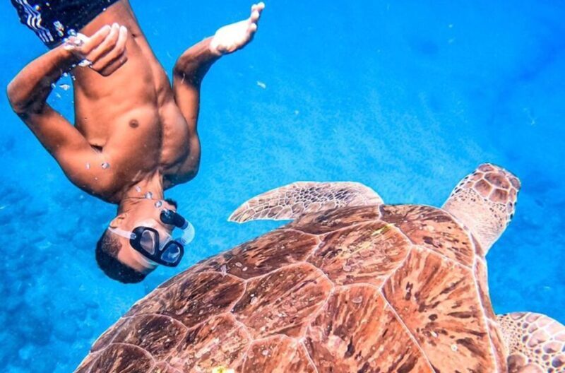 Private Snorkel Experience with Sea Turtle for Cruisers - FAQ