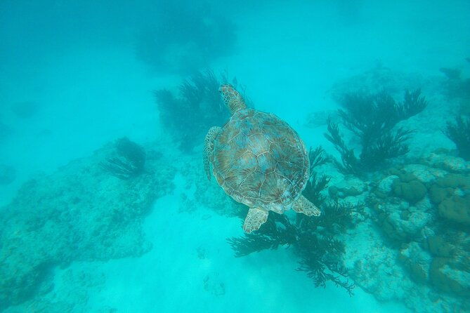 private-snorkel-with-2-stops-in-aruba-eco-friendly