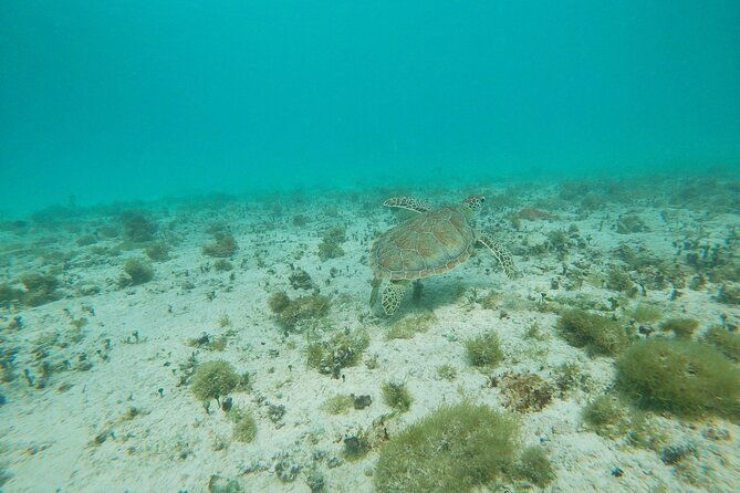 private-snorkel-with-2-stops-in-aruba-eco-friendly
