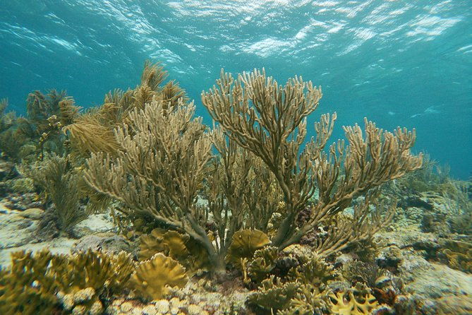 private-snorkel-with-2-stops-in-aruba-eco-friendly