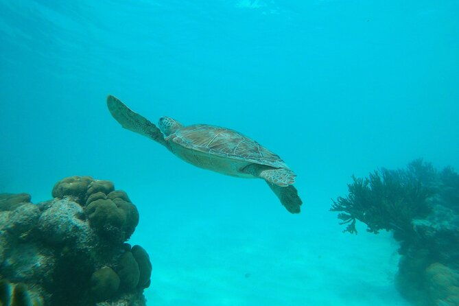 private-snorkel-with-2-stops-in-aruba-eco-friendly