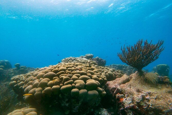 private-snorkel-with-2-stops-in-aruba-eco-friendly