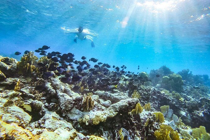 private-snorkel-with-2-stops-in-aruba-eco-friendly