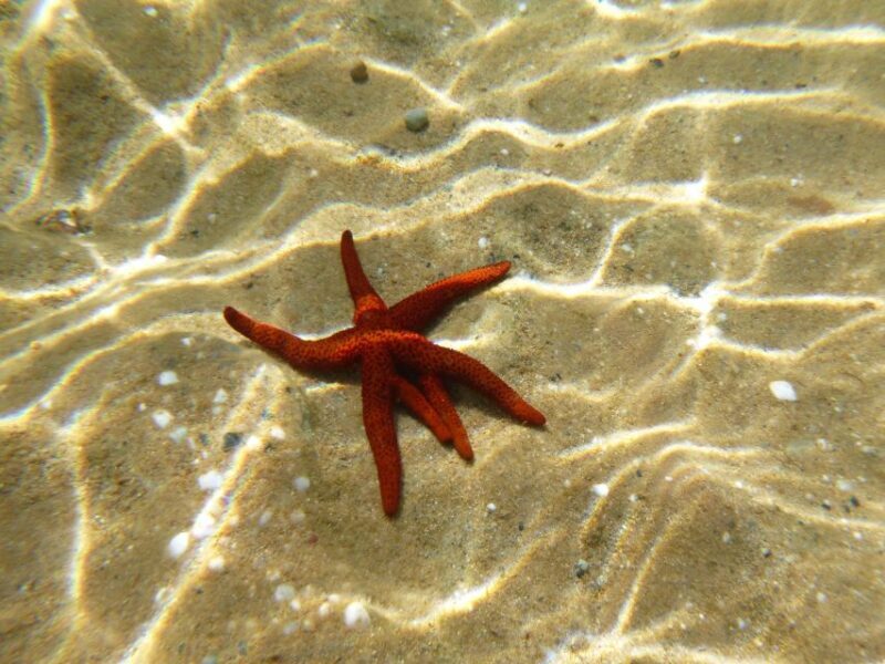 Private Snorkeling Adventure with underwater GoPro pictures - Final Note