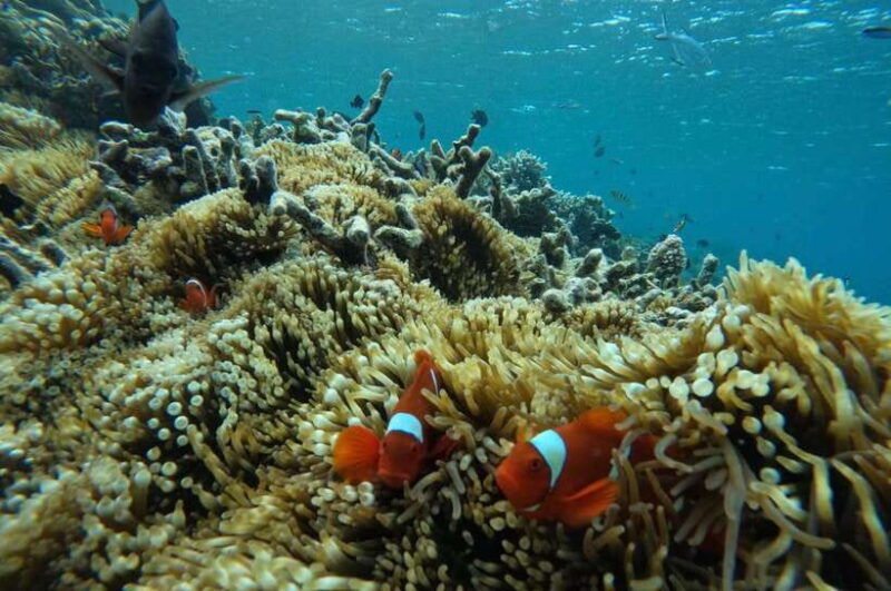 private-snorkeling-gili-gede-gili-asahan-gili-goleng-tour