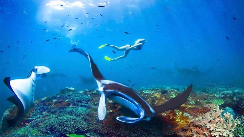 Private Snorkeling in Nusa Penida - Introduction: Exploring Nusa Penida’s Underwater Treasure