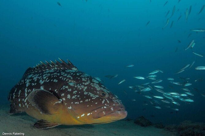 Private Snorkeling Tour from Playa Grande Beach - Why Choose This Snorkeling Tour?