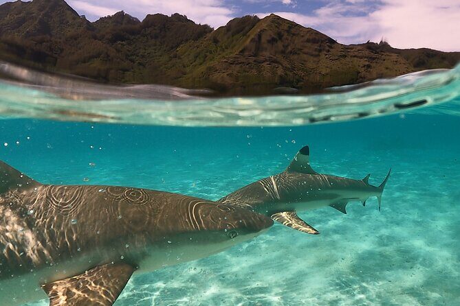 Private Snorkeling Trip on a Polynesian Outrigger - Key Points