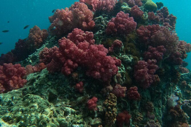 Private Snorkeling Trip Route A by Long Tail Boat - Logistics and Practical Tips