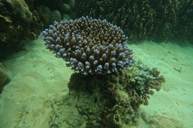 Private Snorkeling Trip Route A by Long Tail Boat - Authentic Insights from Travelers