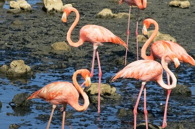 private-south-tour-and-snorkel-combo-max-group-of-12