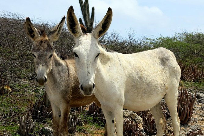 private-south-tour-and-snorkel-combo-max-group-of-12