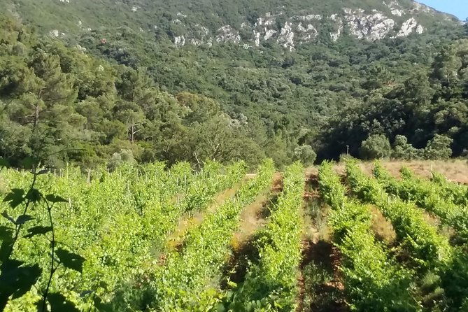 private-special-tour-around-lisbon-and-wine-tasting