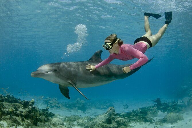 Private Speed Boat Snorkeling with Dolphins Trip - Hurghada - Key Points