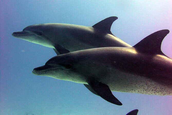 Private Speed Boat to Magawish Island's Hidden Wonders - Hurghada - An In-Depth Look at the Experience