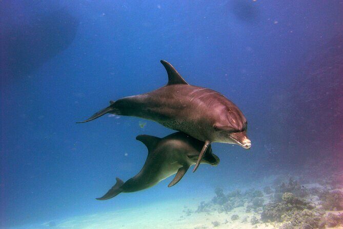 Private Speed Boat to Magawish Island's Hidden Wonders - Hurghada - FAQs