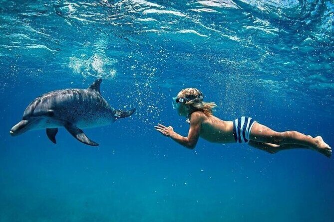 Private Speed Boat Tour and Dolphin Encounter at Ile aux Benitier - An In-Depth Look at the Tour