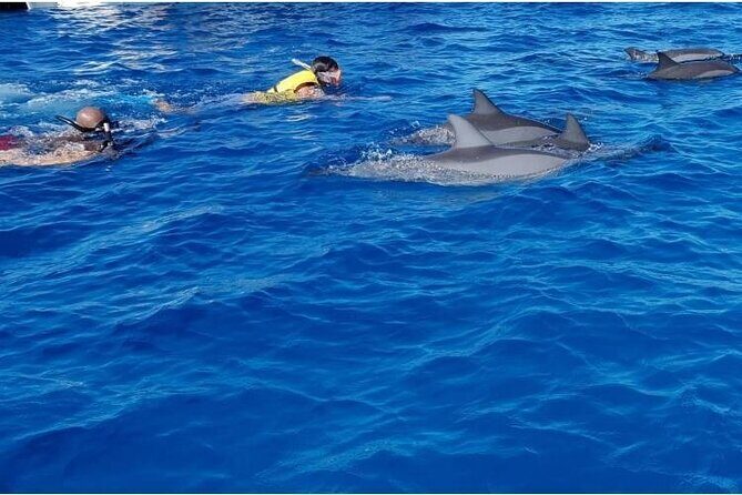 Private Speed Boat Tour and Dolphin Encounter at Ile aux Benitier - FAQ