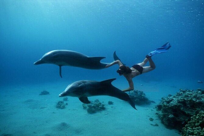 Private Speedboat Excursion Dolphin House Discovery - Hurghada - Authentic Experiences From Reviewers