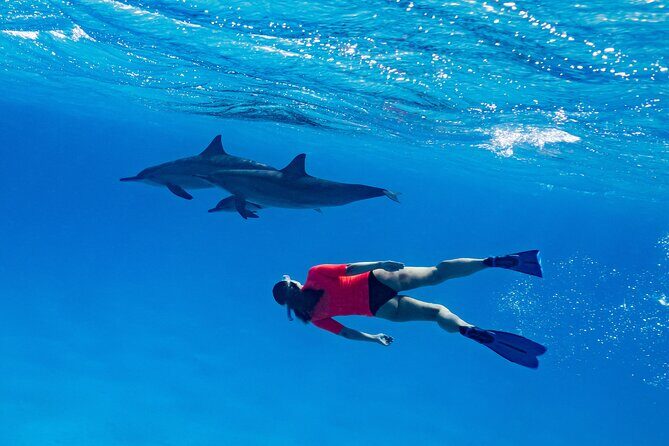 Private Speedboat swimming and Dolphin Watching in Hurghada - Practical Tips for Booking and Enjoying the Trip