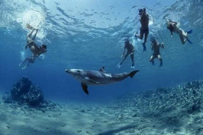 Private Speedboat To Dolphin House With Parasailing - Hurghada - Final Thoughts